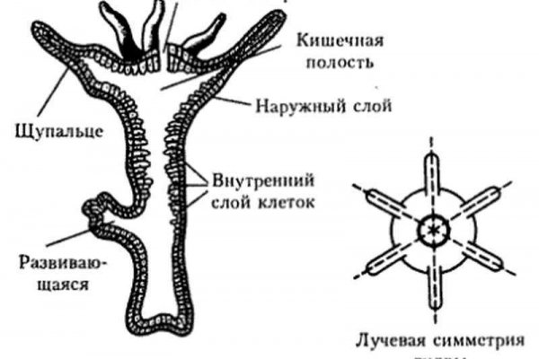 Kraken сайт krakens15 at